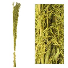Dijk Alfonso Grass Nature - Tall