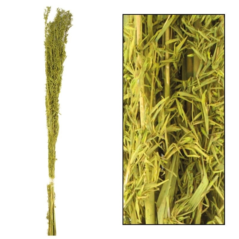 Dijk Alfonso Grass Nature - Tall