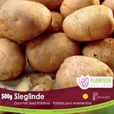 Seed Potato - Sieglinde - 500g