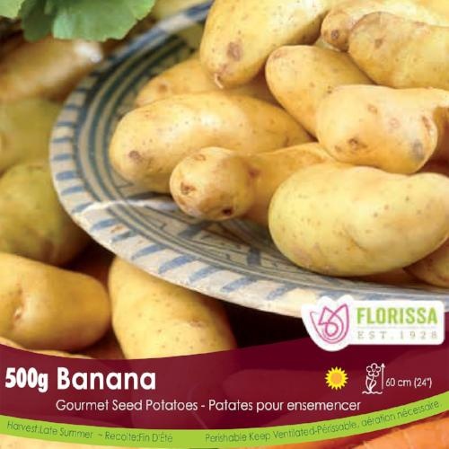 Seed Potato - Banana - 500g