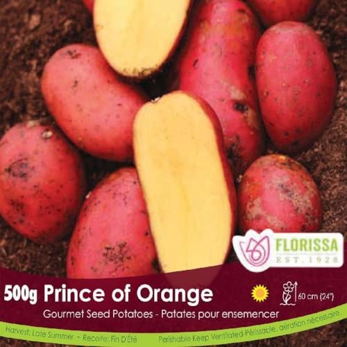 Seed Potato - Prince of Orange - 500g