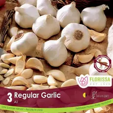 Garlic - Regular