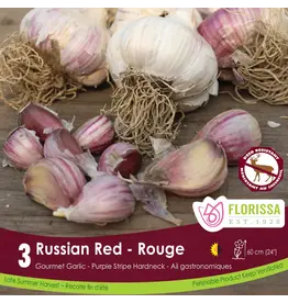 Garlic - Russian Red