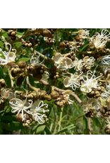 Zambia Miombo Blossom Honey Mini Jar 50g