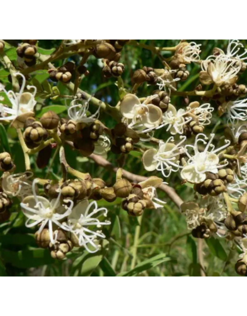 Zambia Miombo Blossom Honey Mini Jar 50g