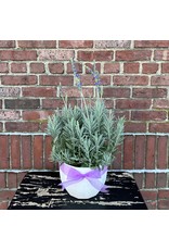 Lavender Plant in Ceramic Pot