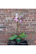 Phalaenopsis Orchid Double in Pot