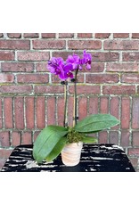 Phalaenopsis Orchid Small Double in Pot
