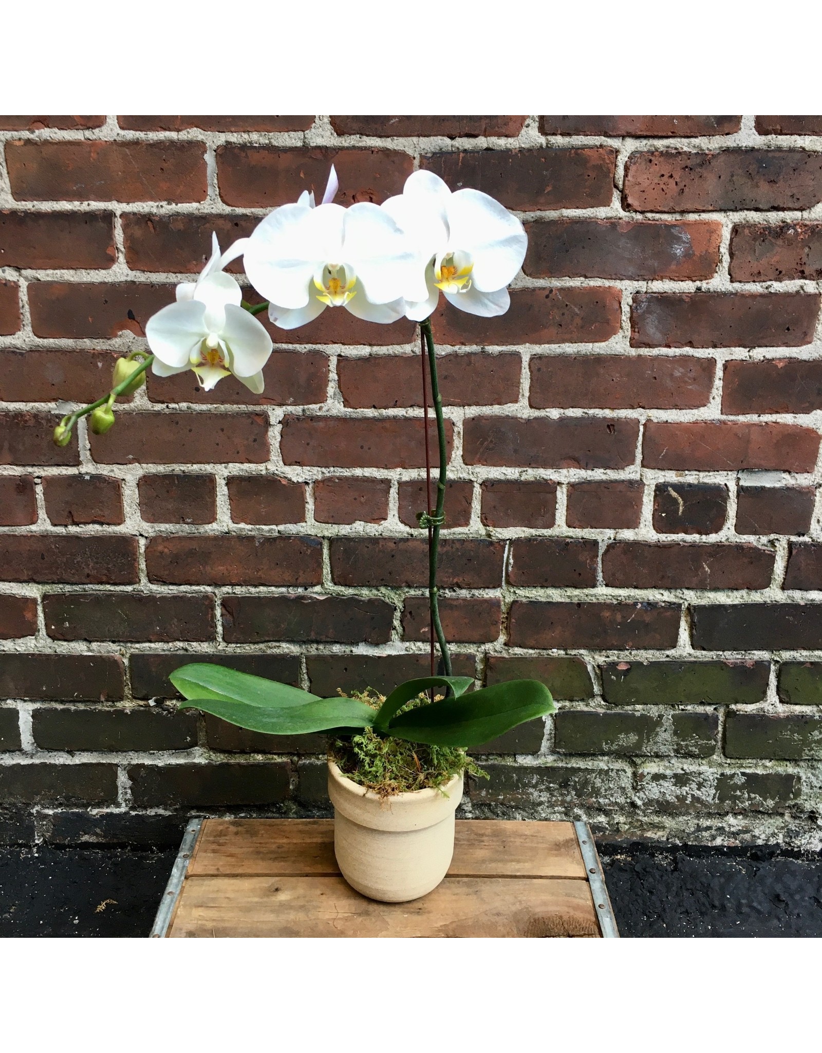 Phalaenopsis Orchid Single in Pot