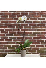 Phalaenopsis Orchid Cascading in Pot