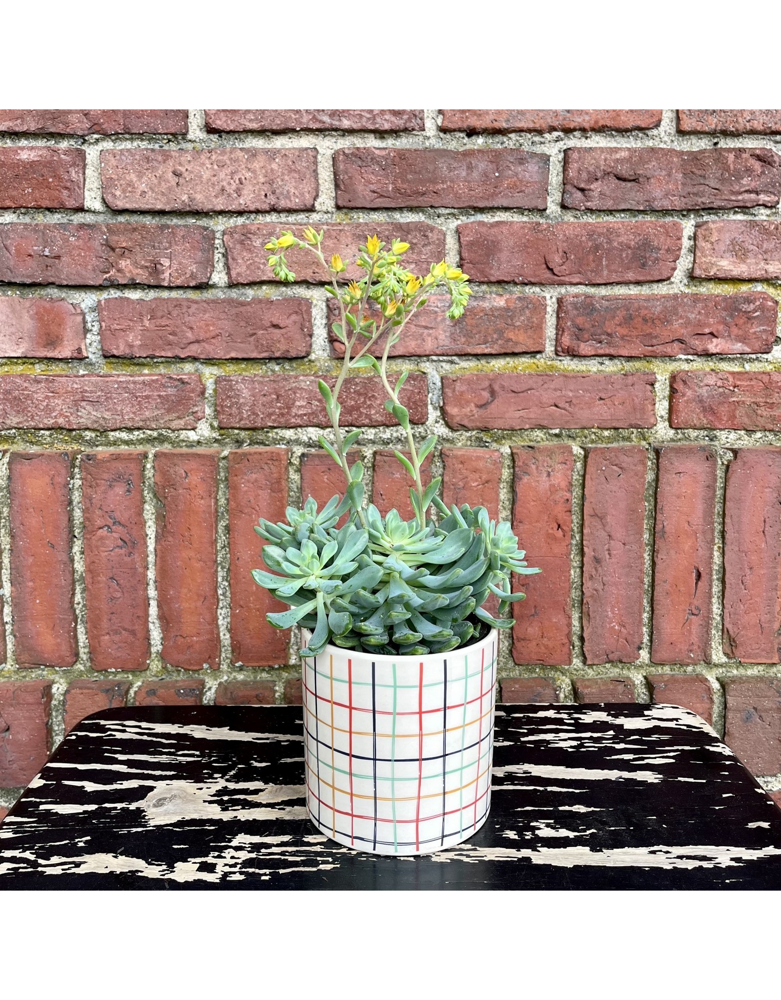 Succulent in Summer Pot