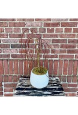 Enchanted Willow Tree in Pretty Pot