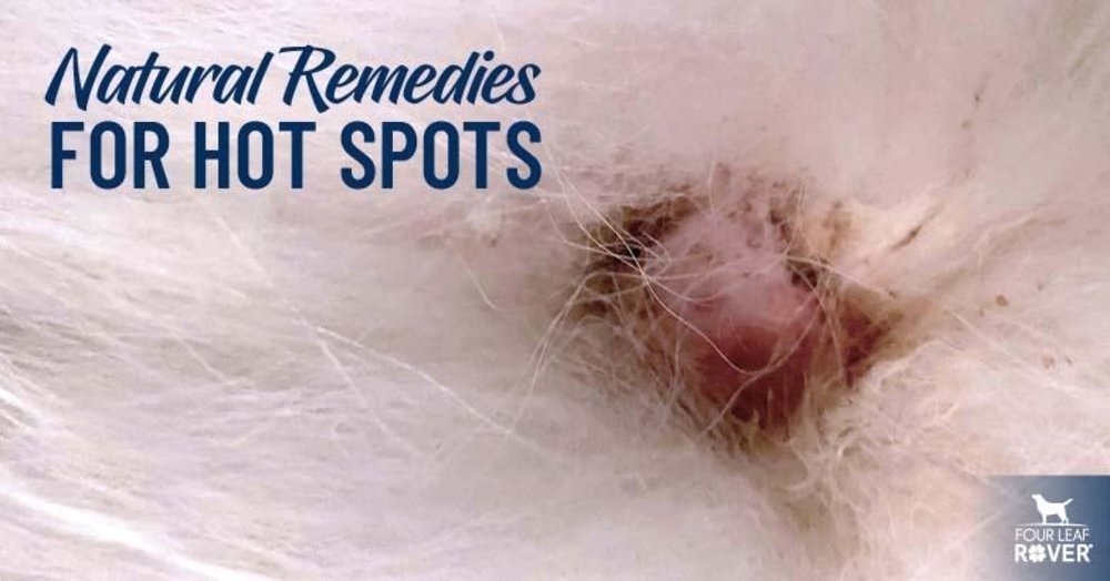 how to treat heat spots on dogs