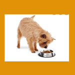 Dry Dog Kibble
