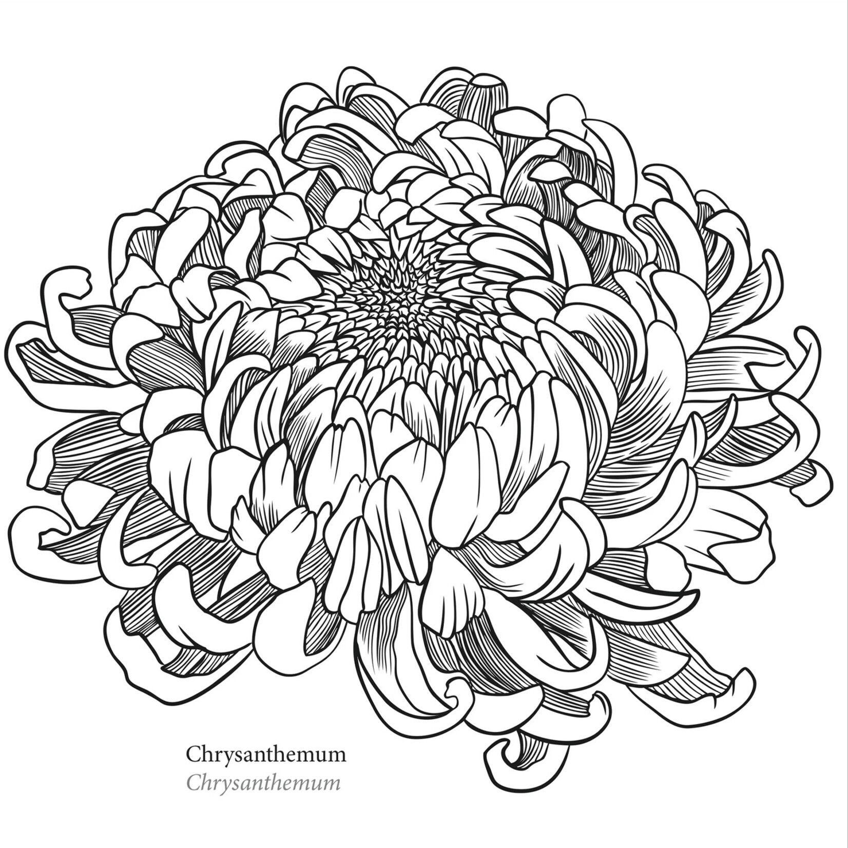 Peter Pauper Press Artist's Coloring Book - Spring Blooms