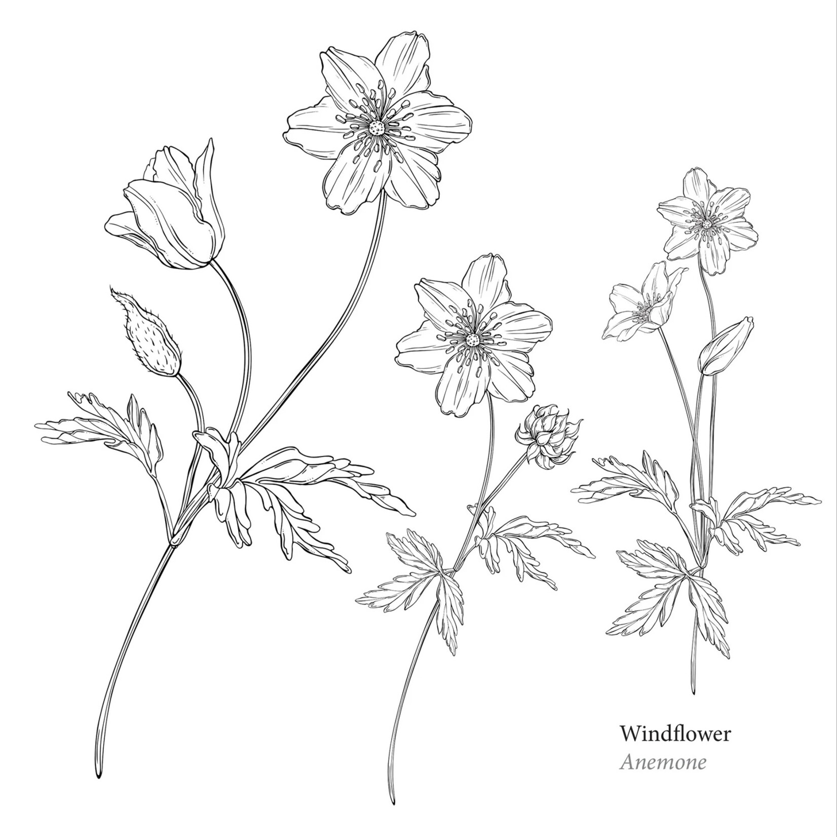 Peter Pauper Press Artist's Coloring Book - Spring Blooms