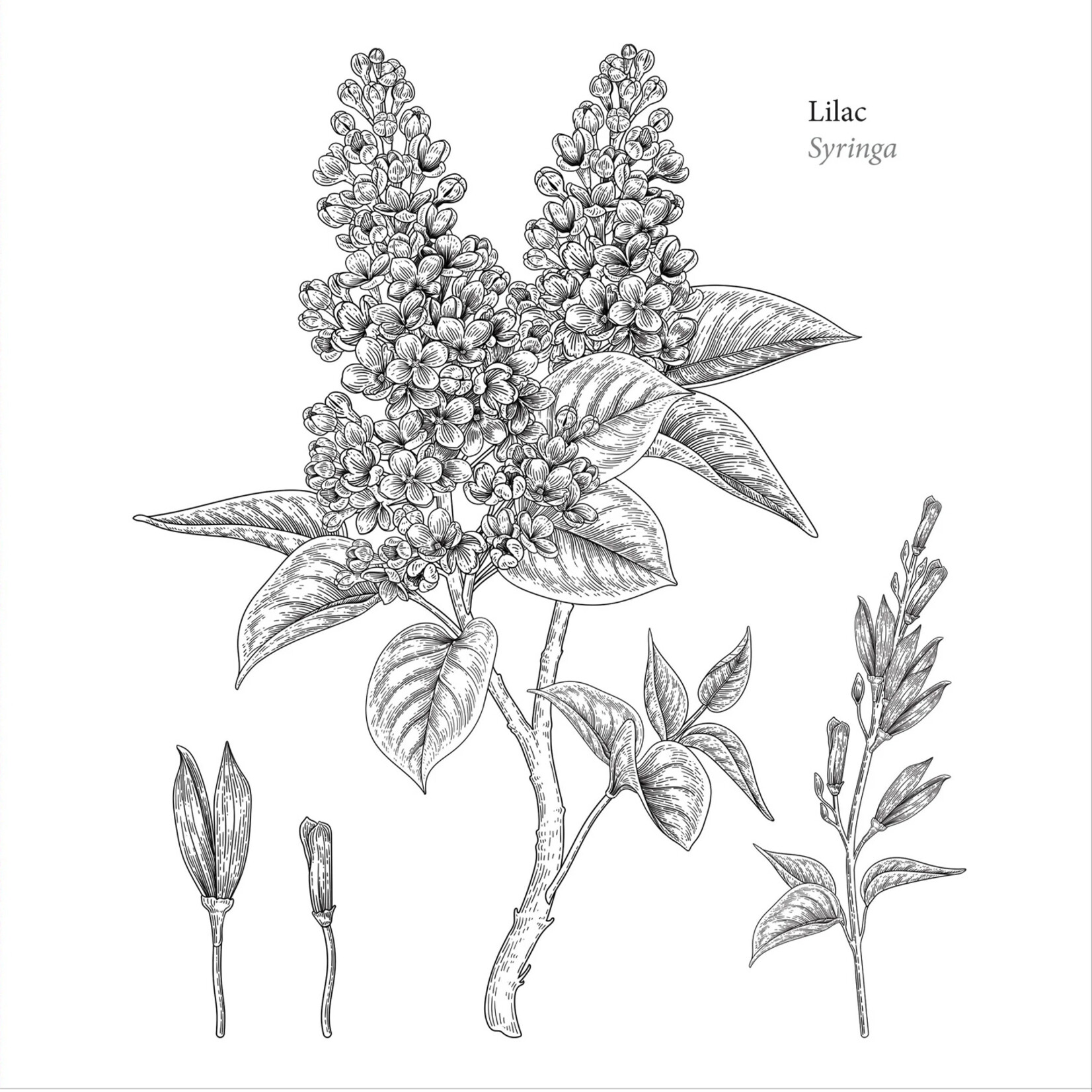 Peter Pauper Press Artist's Coloring Book - Spring Blooms