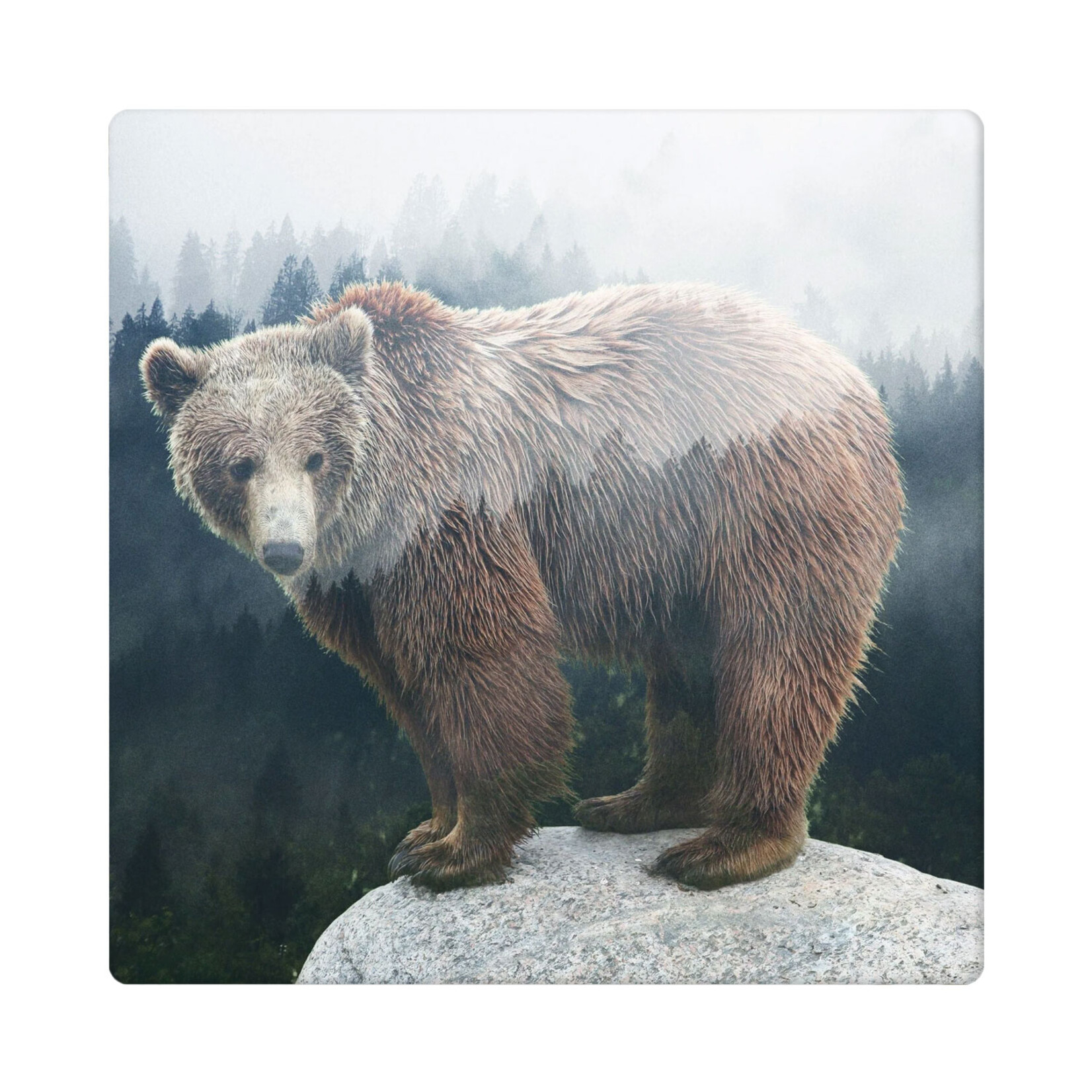 Cedar Mountain Marble Coaster - Forest Bear