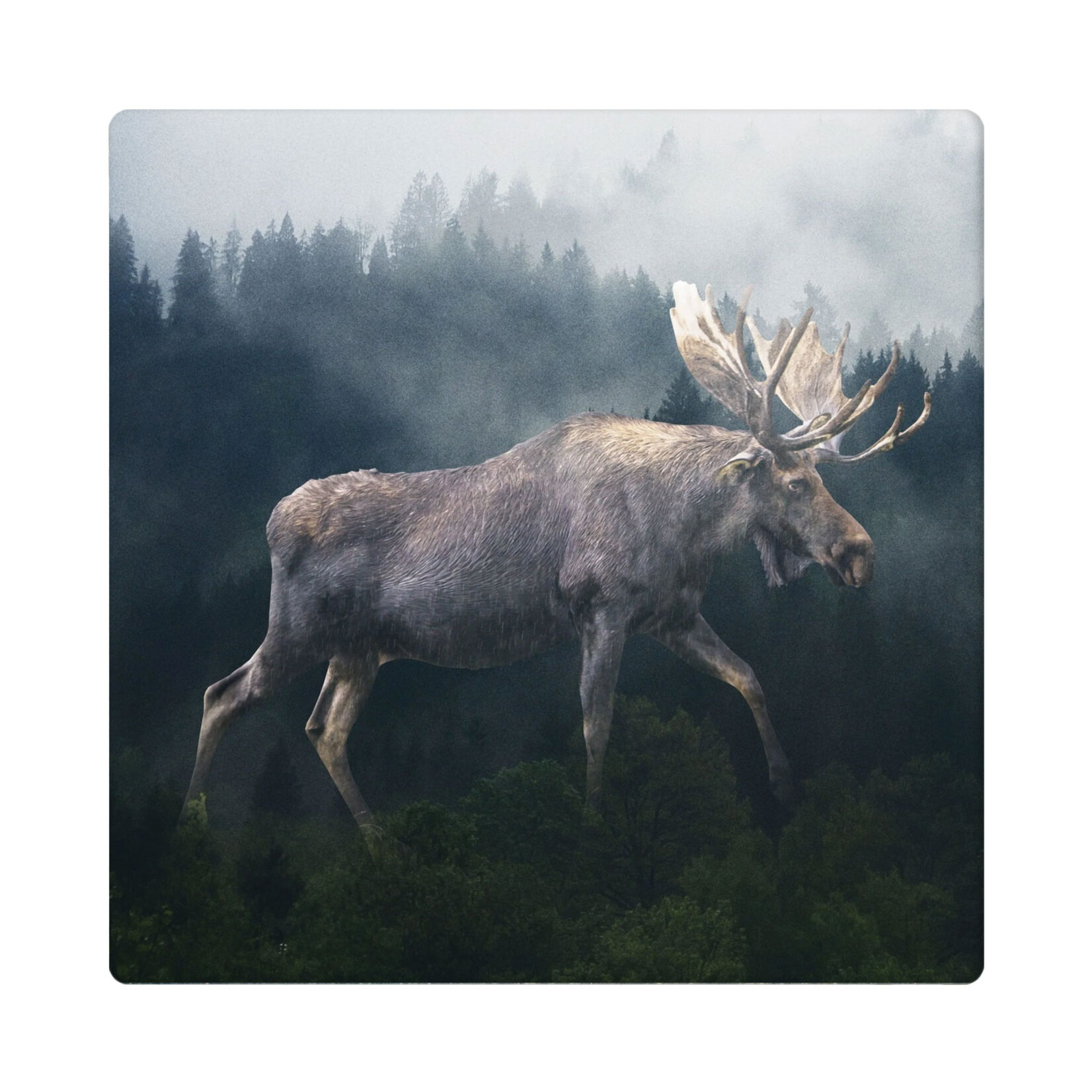 Cedar Mountain Marble Coaster - Forest Moose