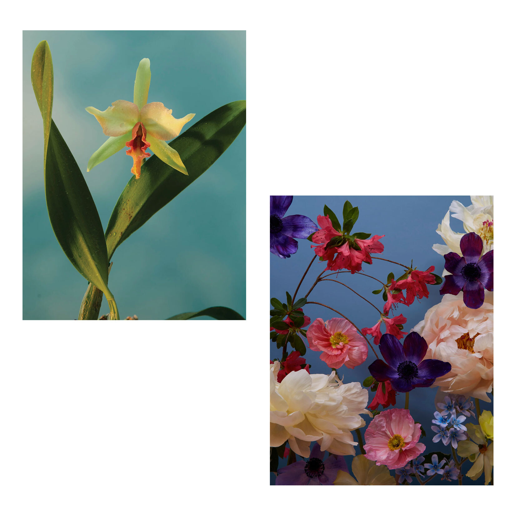 Pomegranate Boxed Notecards - Flowers Keepsake by Doan Ly (20 Assorted Cards)