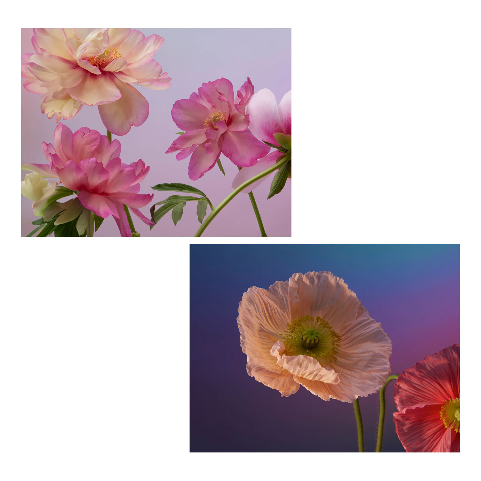 Pomegranate Boxed Notecards - Flowers Keepsake by Doan Ly (20 Assorted Cards)