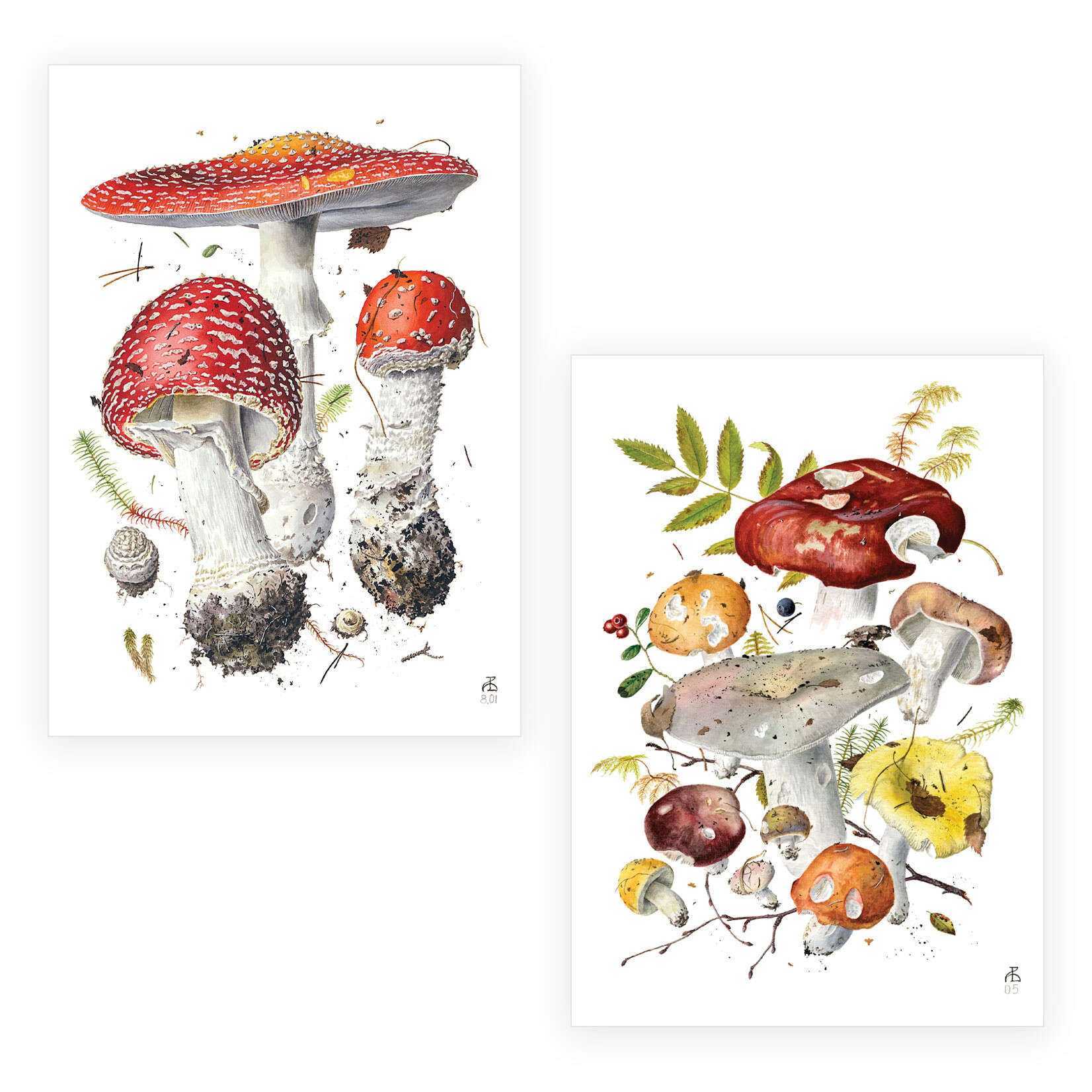 Pomegranate Boxed Notecards - Mushrooms by Alexander Viazmensky (20 Assorted Cards)
