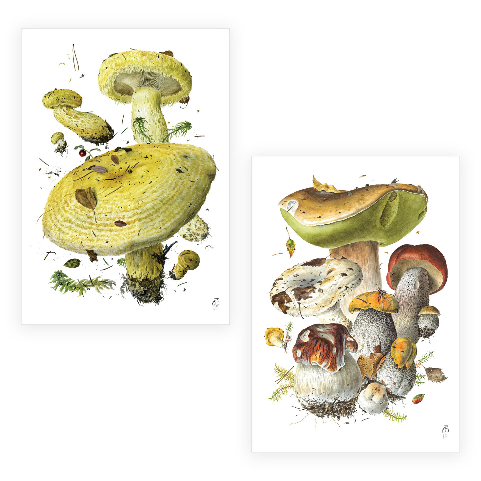 Pomegranate Boxed Notecards - Mushrooms by Alexander Viazmensky (20 Assorted Cards)