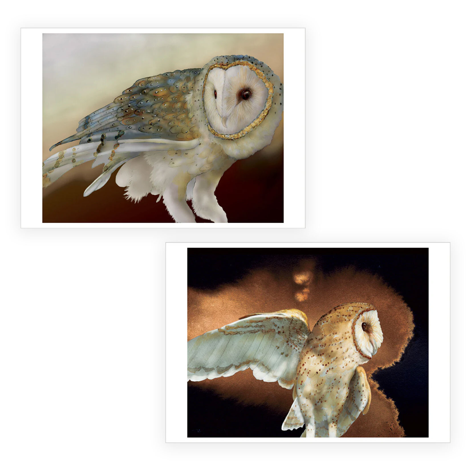 Pomegranate Boxed Notecards - Barn Owls by Jeannine Chappell (20 Assorted Cards)