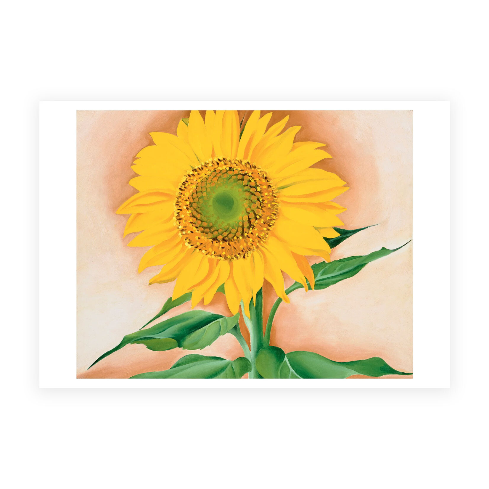 Pomegranate Small Boxed Notecards - A Sunflower from Maggie by Georgia O'Keeffe (20 Assorted Cards)