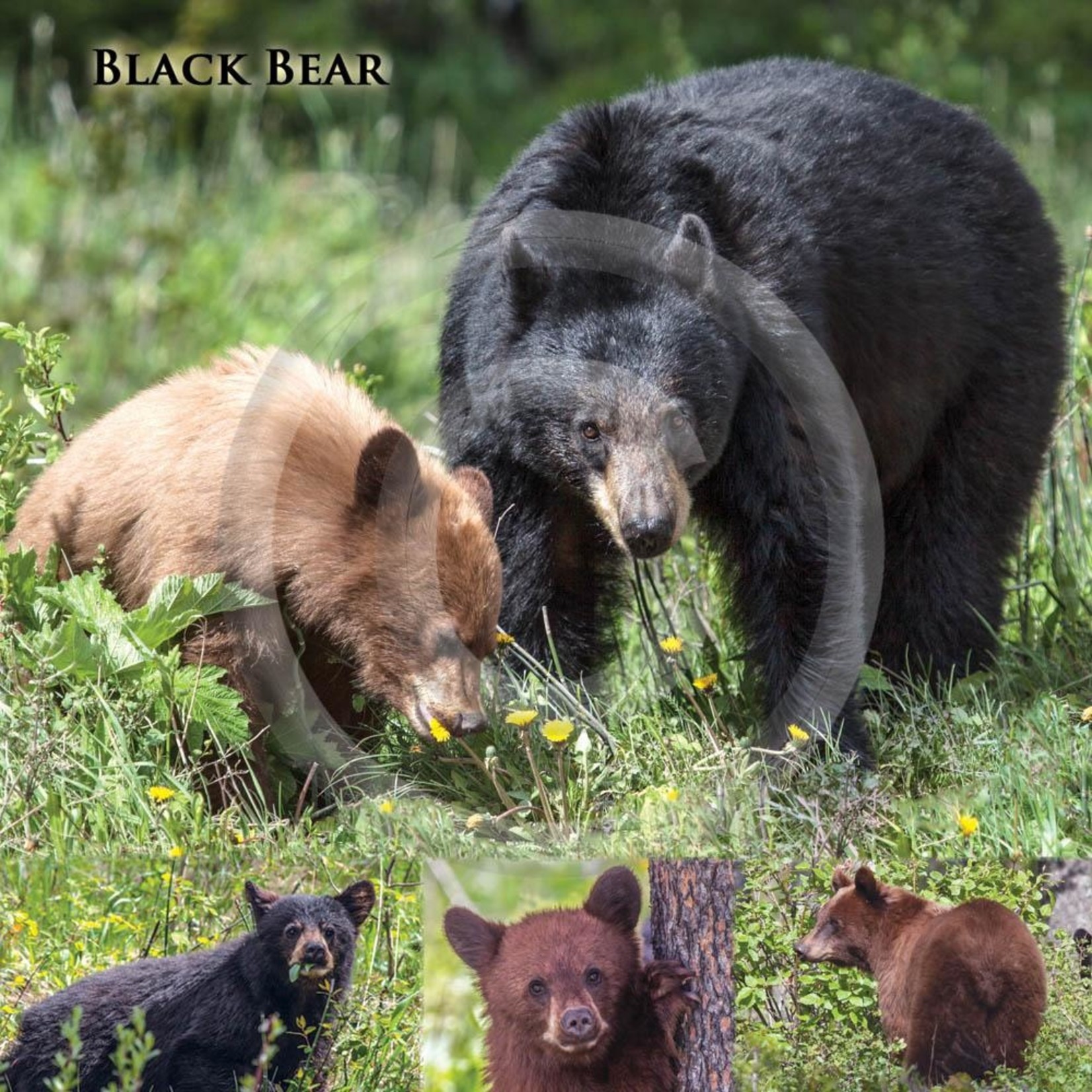 LN - Black Bear Cub
