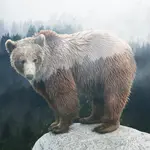 Marble Coaster - Forest Bear