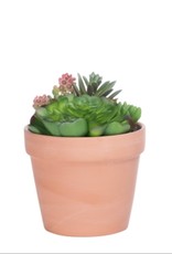 Plant T&T Potted Succulent  4.5'' DIA Terracotta