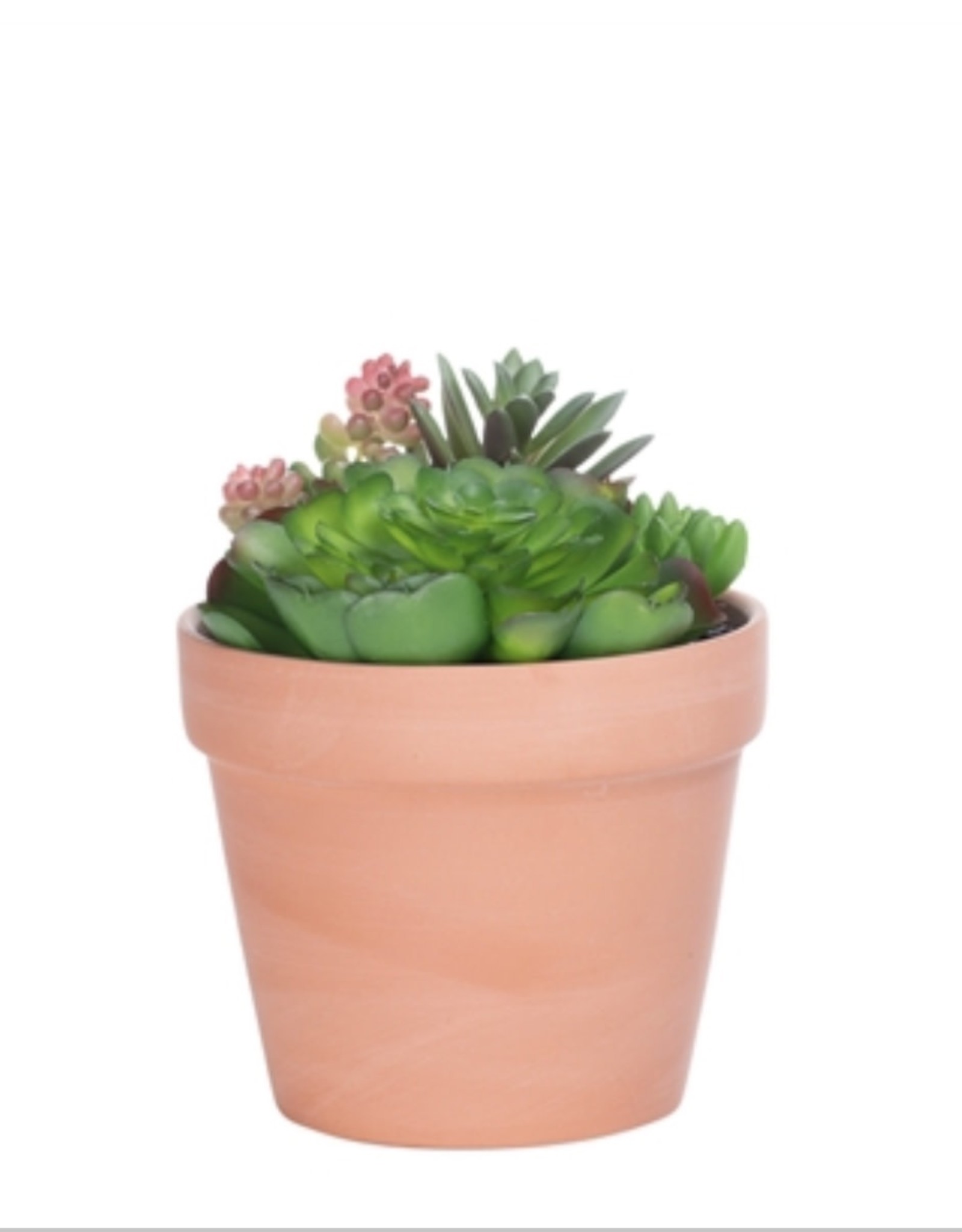 Plant T&T Potted Succulent  4.5'' DIA Terracotta