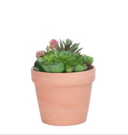 Plant T&T Potted Succulent  4.5'' DIA Terracotta