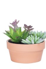 Plant T&T Potted Succulent 5.5'' DIA Terracotta