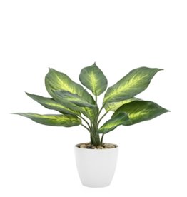 Plant T&T Dieffenbachia 11”