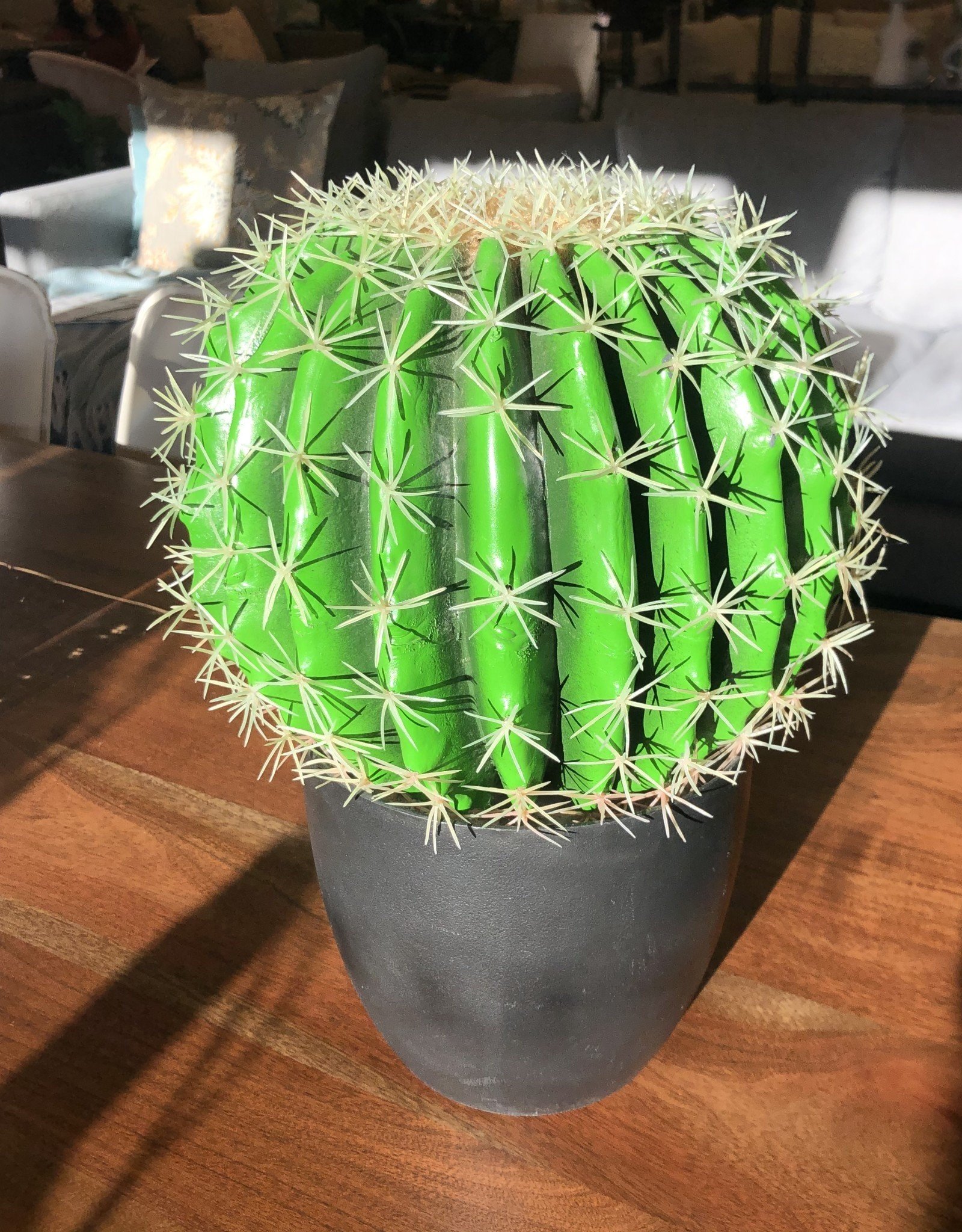 Cactus dansant BERDA™ – BERDAQUEBEC