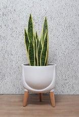 Cathay Planter Cathay Lindsay Matte White 08-1993