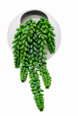 Nostalgia Plant Nostalgia Succulent Pearls White Pot 778-002