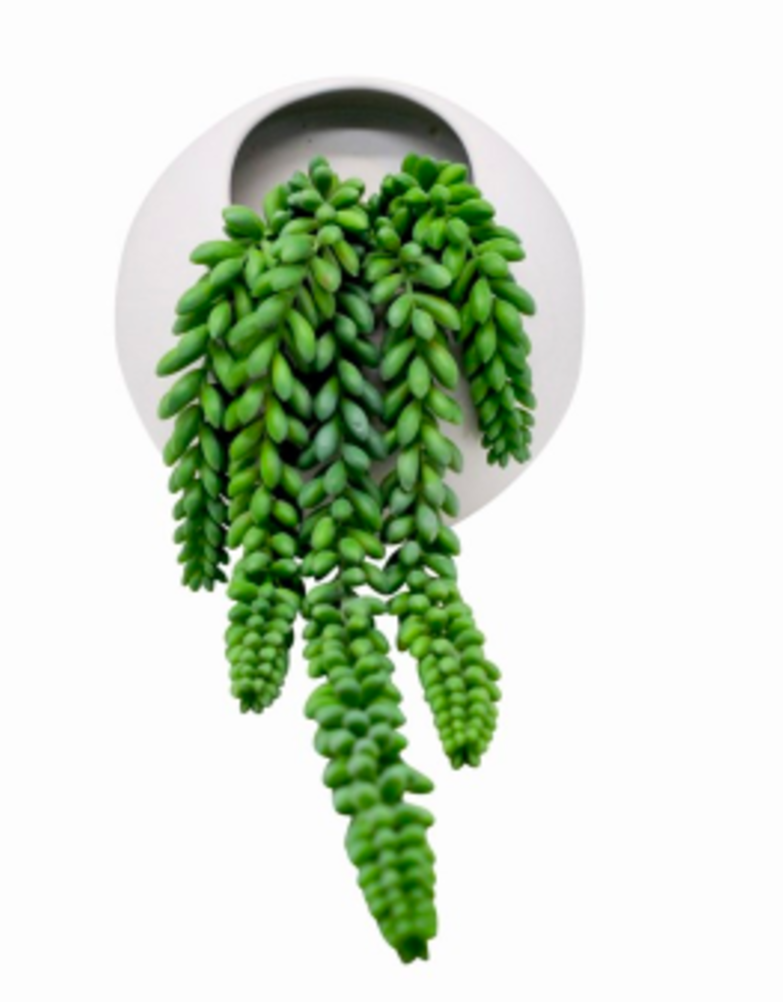 Nostalgia Plant Nostalgia Succulent Pearls White Pot 778-002