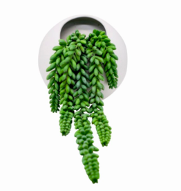 Nostalgia Plant Nostalgia Succulent Pearls White Pot 778-002