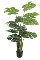 Plant Danson Potted Monstera With 12 Leaves 48” 21679