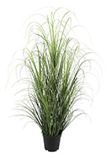 Plant Danson Grass In Black Plastic Pot 39” 18849