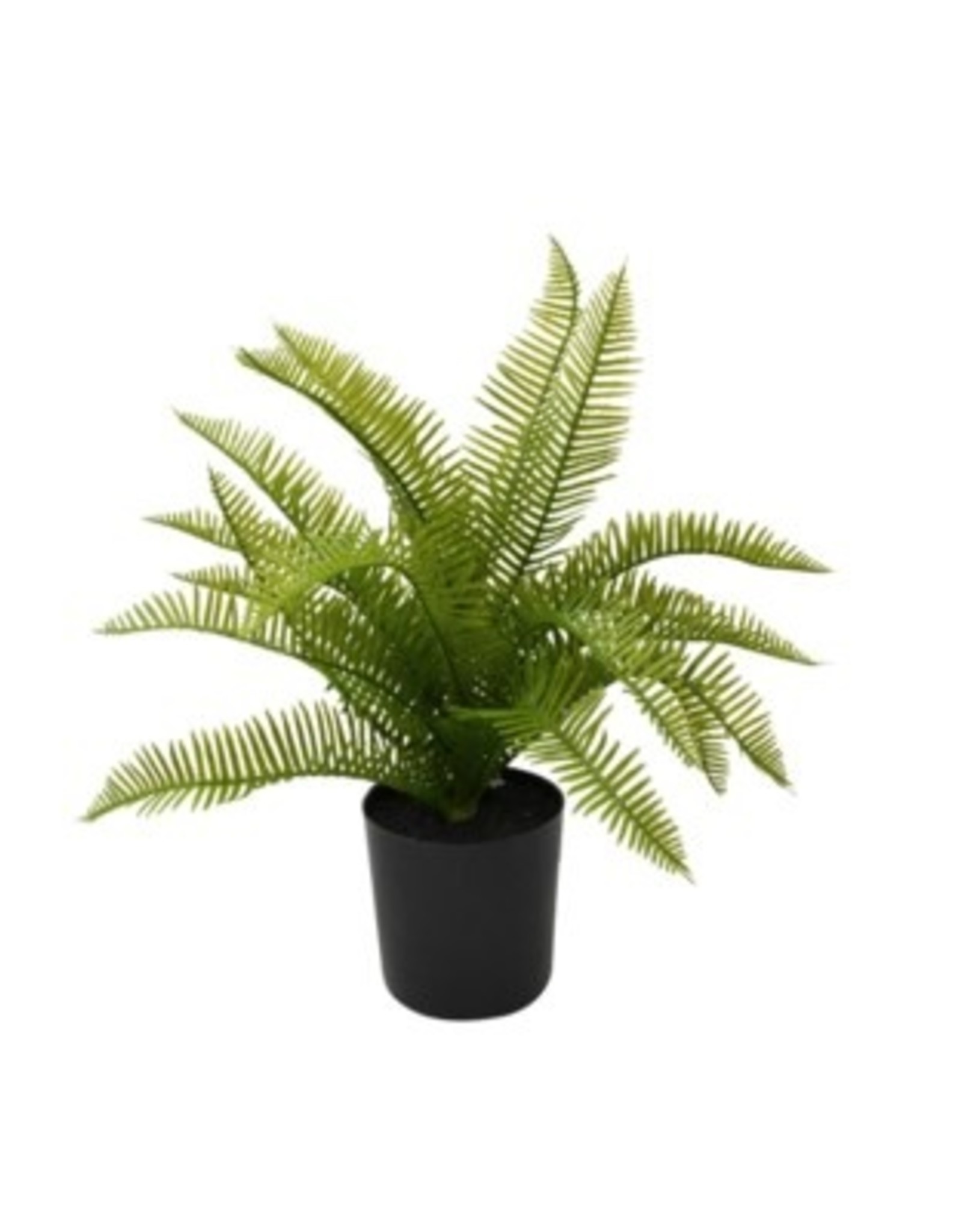 Nostalgia Fern Nostalgia 867-012