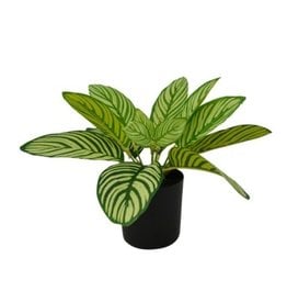 Nostalgia Plant Nostalgia Dieffenbachia 867-007