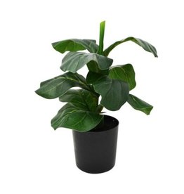 Nostalgia Ficus Nostalgia 867-005