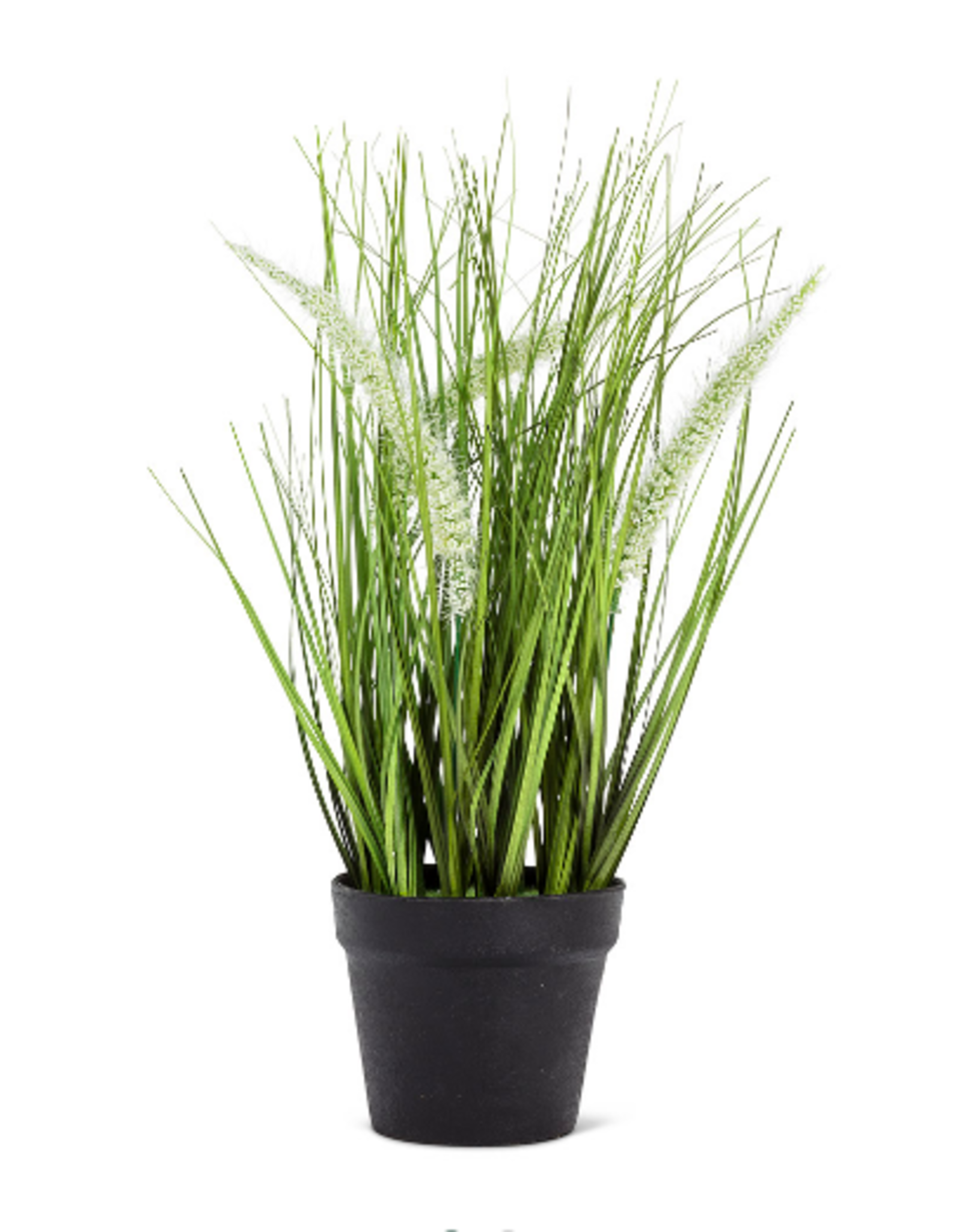 Plant Abbott Feather Grass In Pot 27-SAVANNAH-003