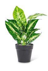 Plant Abbott Leaf Large 27-BOTANY-017-01