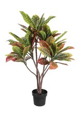 Plant Danson Potted Croton  35” 21678
