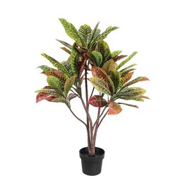 Plant Danson Potted Croton  35” 21678
